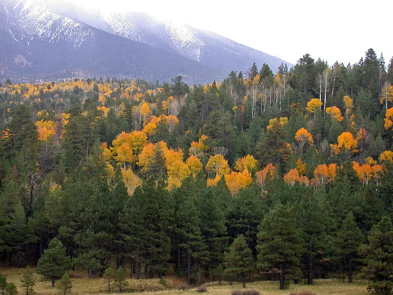 Old Caves Crater (south) Trailhead, Coconino