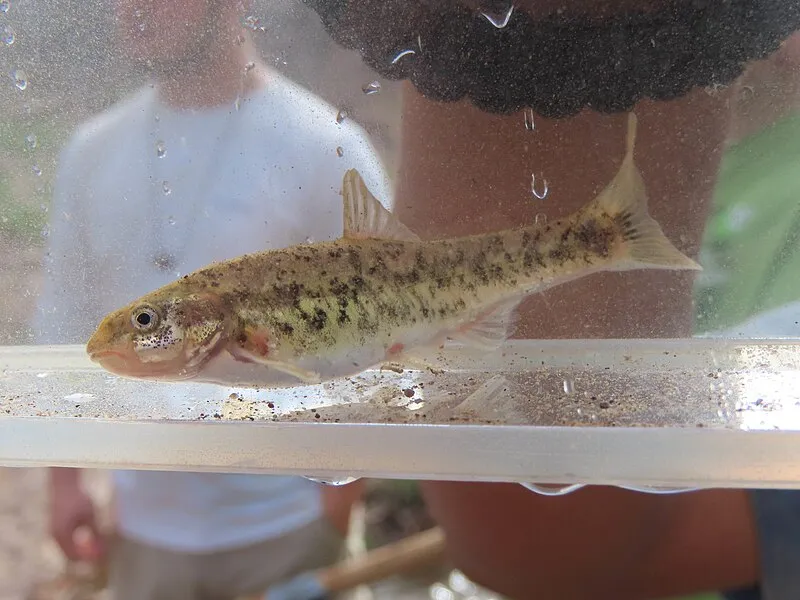 Turkey Creek Cliff Dwelling Trail, Graham