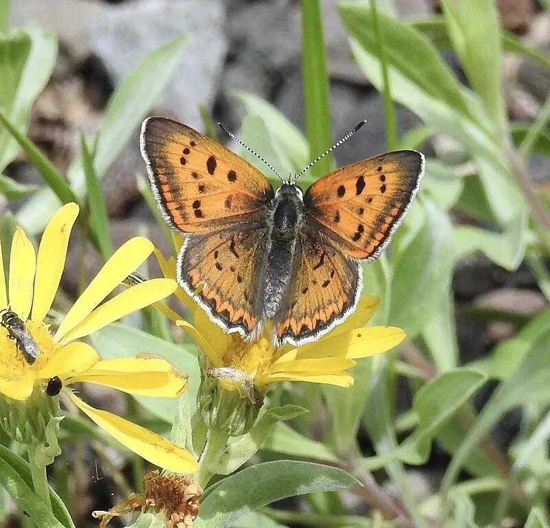 Grant Cabin Shortcut Trail, Greenlee