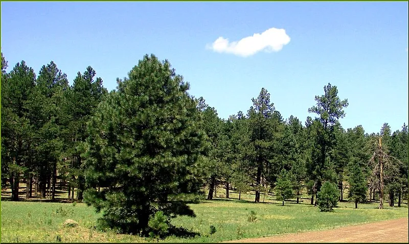 Griffith Spring Trailhead, Coconino
