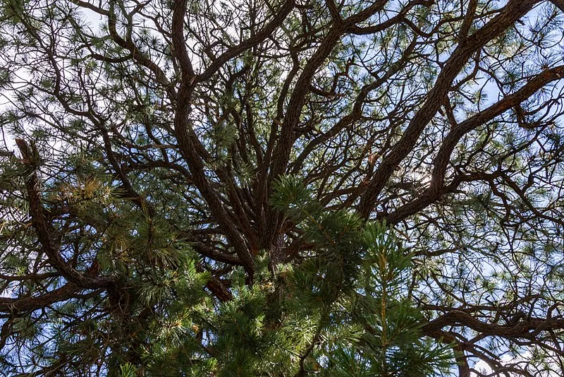 Kachina (south) Trailhead, Coconino
