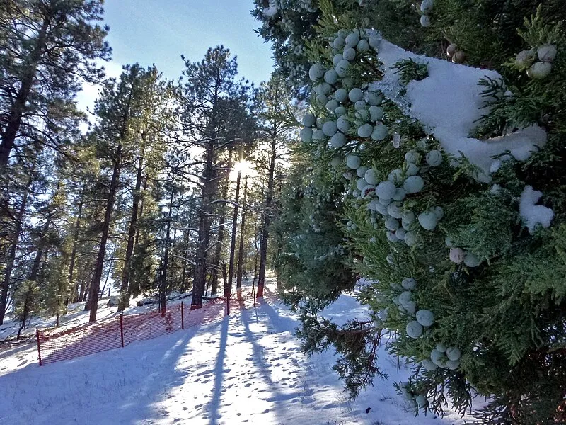 Oak Hill Snow Play Area, Coconino