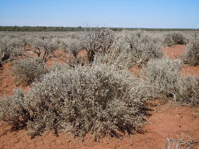 Red Butte Trailhead, Coconino