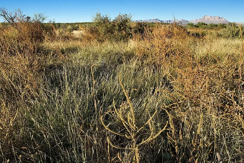 Hot Well Dunes Recreation Area, Graham