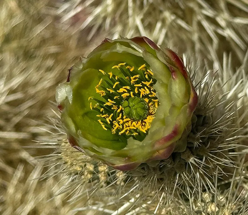 Ironwood Forest National Monument, Pima