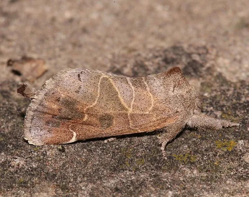 Tutt Creek Trailhead, Greenlee