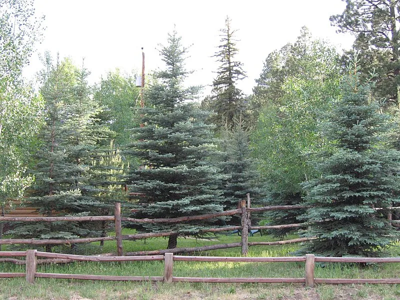 East Fork of the Little Colorado Trailhead, Apache