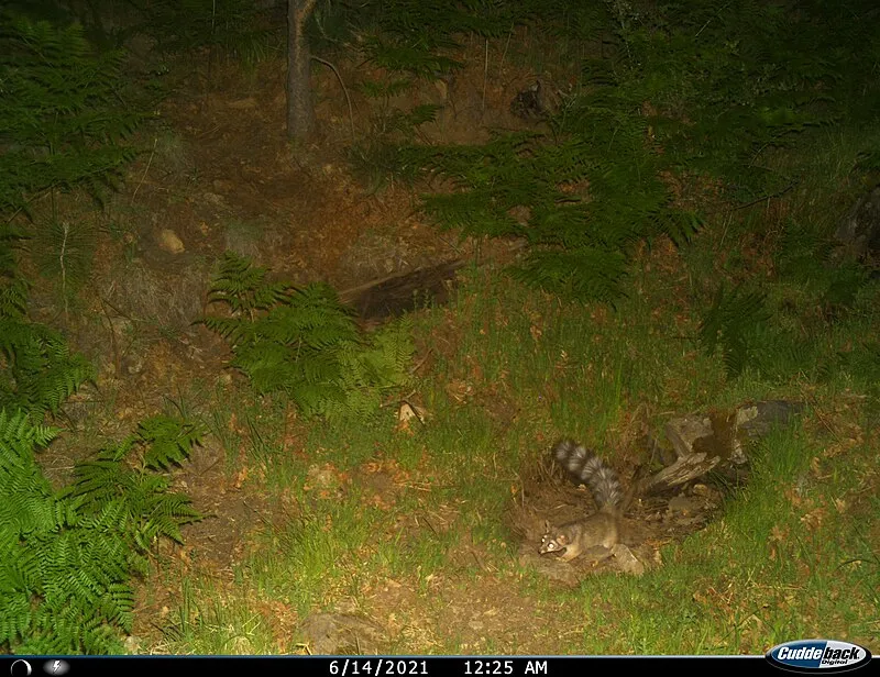 Spud Rock Campground, Saguaro National Park