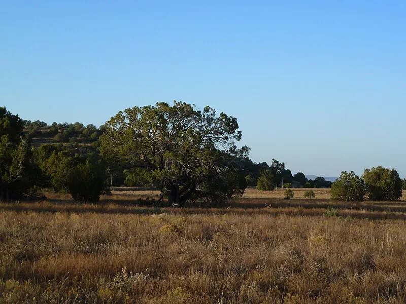 Timber Camp Recreation Area and Group Campgrounds #2 (N, 0mi), Gila