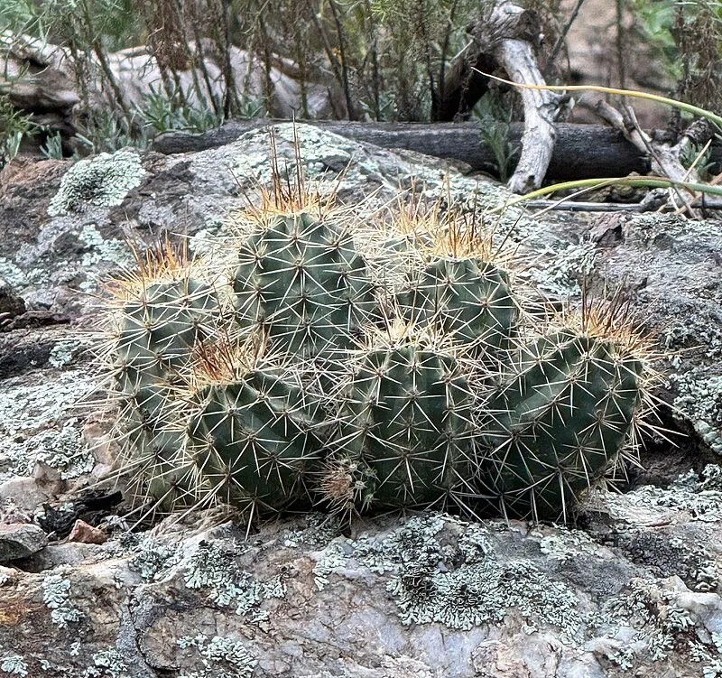 Stockton Pass, Graham
