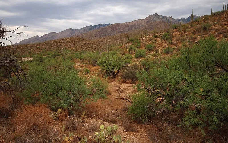Cactus Group Picnic Area, Saguaro National Park