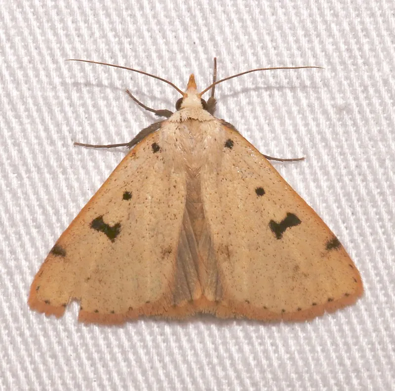 Lower Twilight Group Site #2 (N, 0mi), Graham