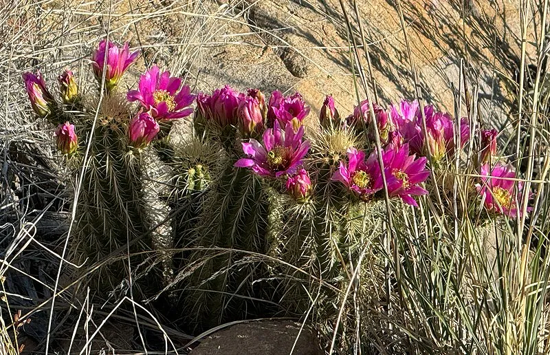 Upper Arcadia, Graham