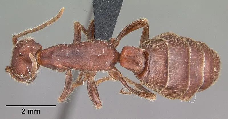 Camp Rucker Historic Site, Cochise