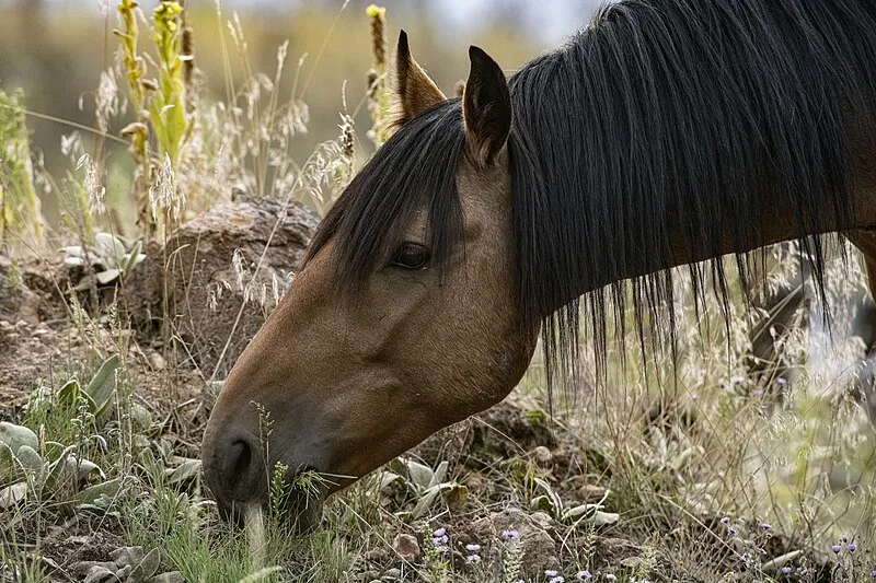 General Crook Road, Navajo