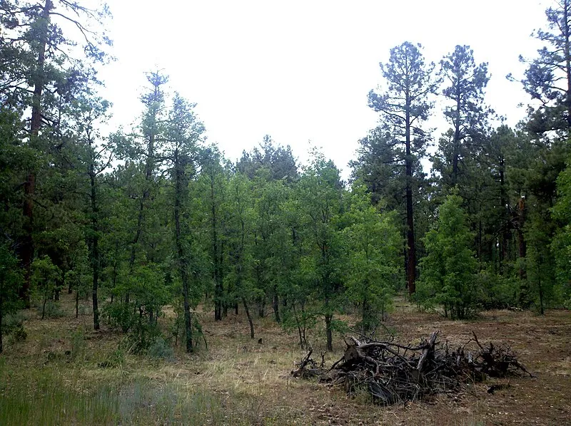 Woodland Park Lake Loop, Navajo