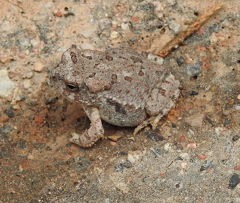 Upper Blue Cg Campground, Greenlee