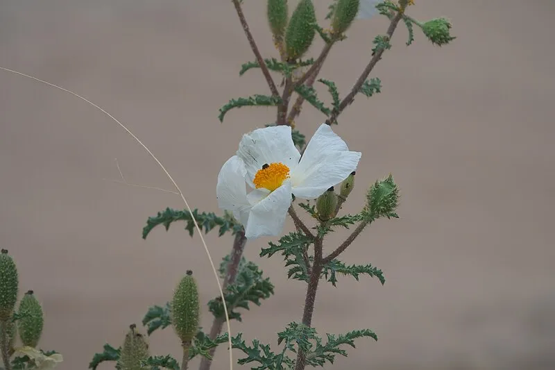 Cochise Nature Trail, Cochise