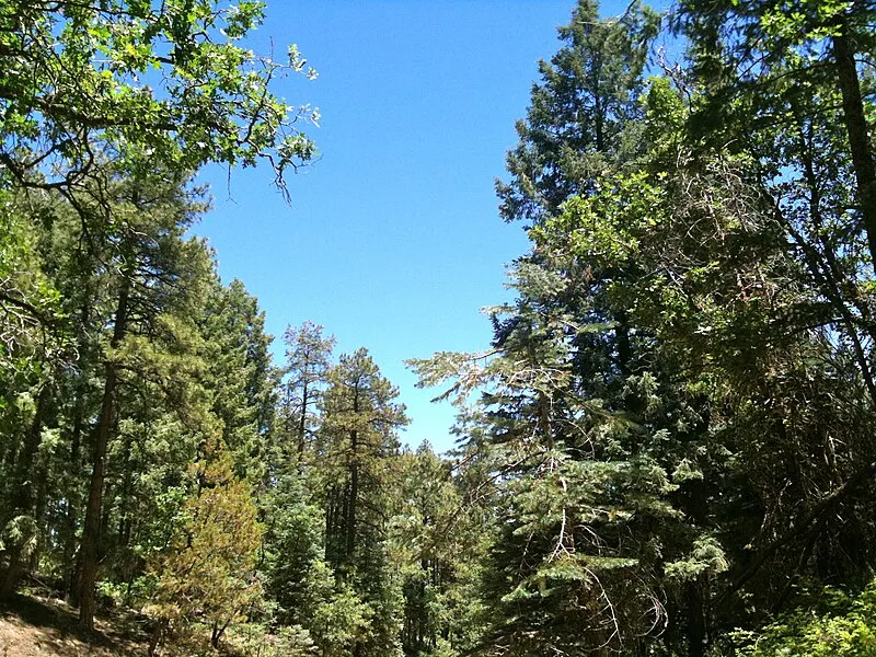 C101-wolf Creek Designated Dispersed Campground, Yavapai