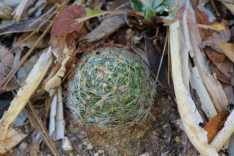 General Hitchcock Campground, Pima