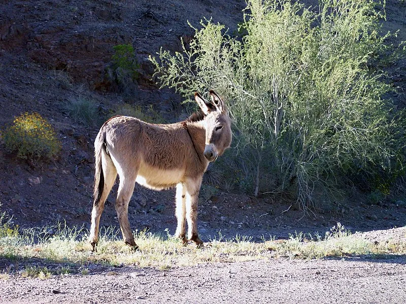 Blm Camp 1 Shoreline Campsite, Mohave