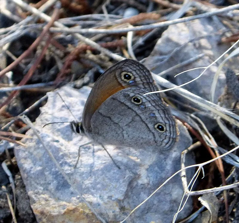 Bog Springs Campground, Pima