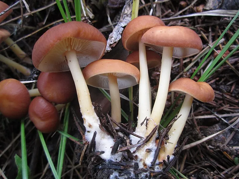 Gabaldon Cg Campground, Apache