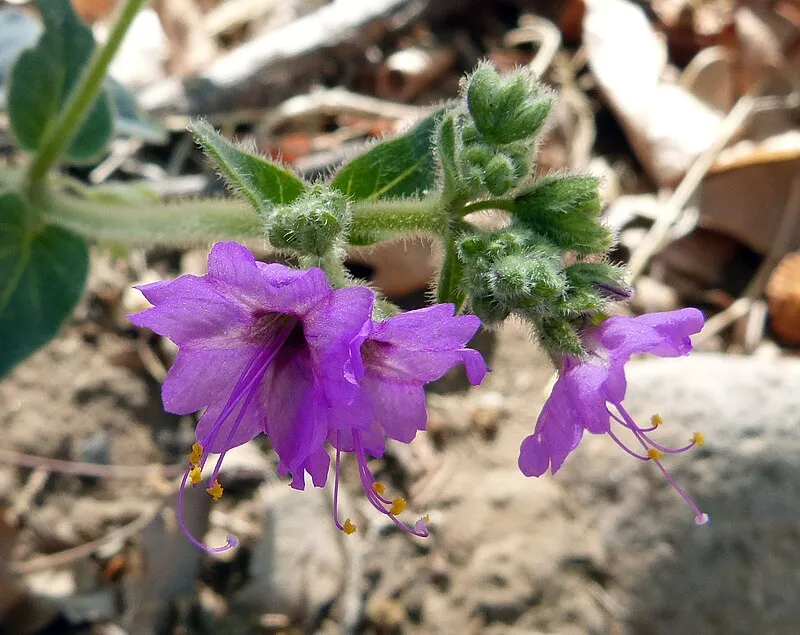 Sunny Flat Th Trailhead, Cochise