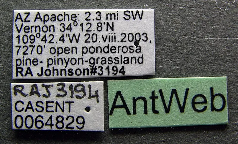 Land of the Pioneers Trail, Apache