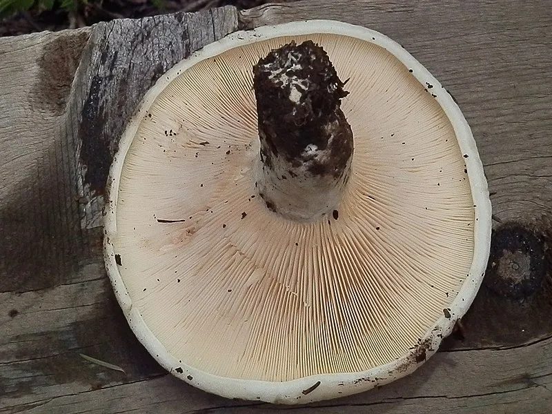 Telephone Short Cut Trail, Greenlee