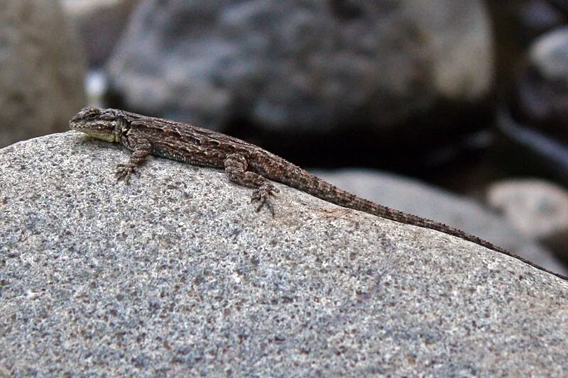 Beaver Creek (N, 0mi), Yavapai