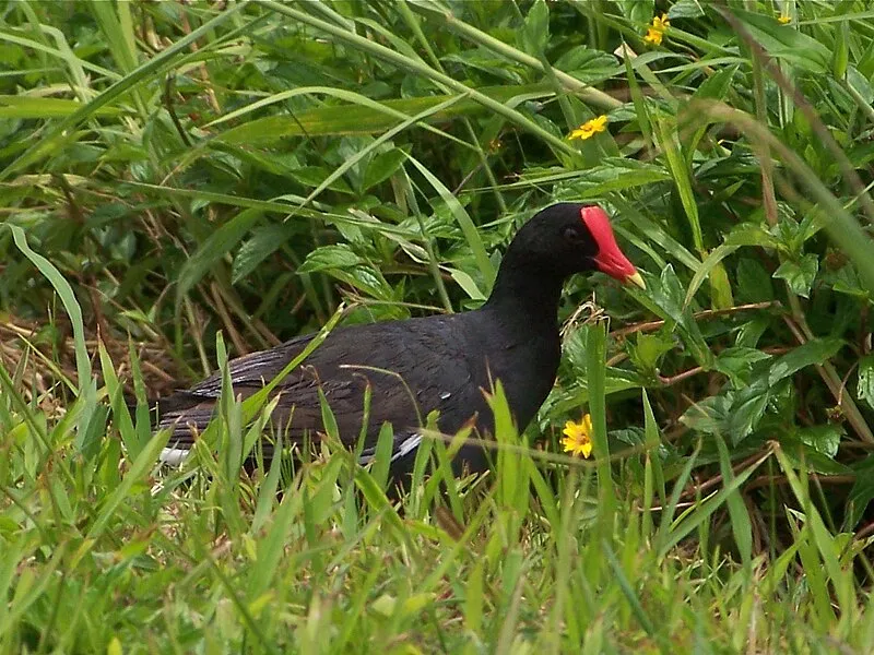 Hanalei National Wildlife Refuge (NW, 0mi), Kauai