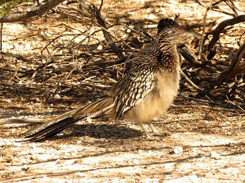 Sabino Canyon Bajada Nature Trail, Saguaro National Park