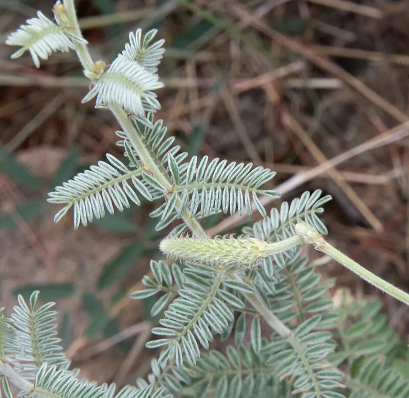 Carr Canyon Picnic Site, Cochise