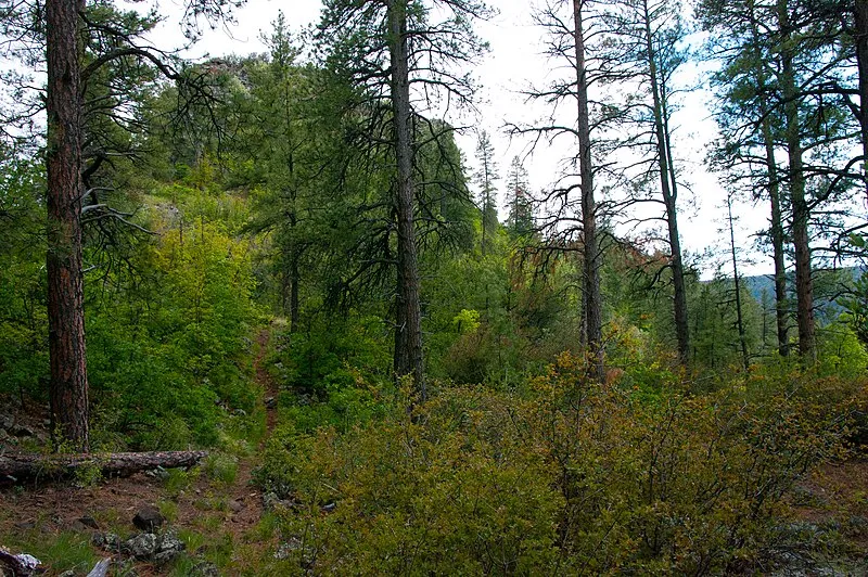 Sycamore Point Observation Site, Coconino