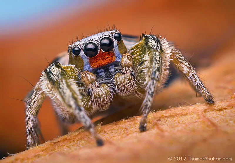Whipple Picnic Ground, Santa Cruz