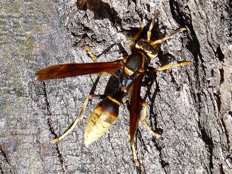 Rose Canyon Amphitheater, Pima