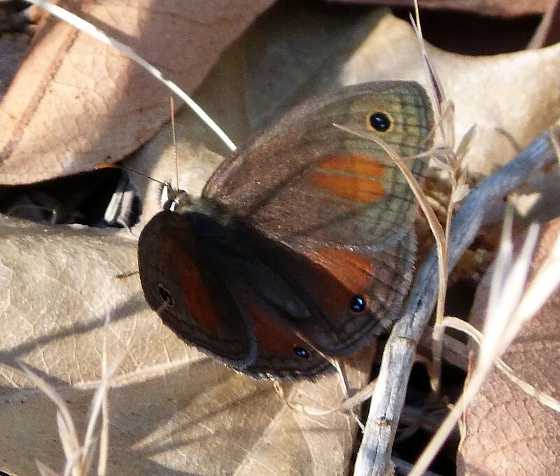 Madera Trailhead, Pima