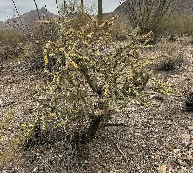 Waterman Group Site, Pima