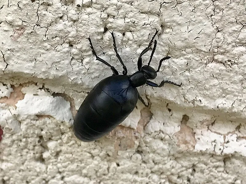 Empire Ranch Headquarters, Pima