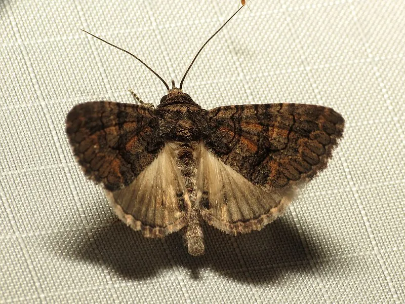 San Pedro House Interpretive Site, Cochise