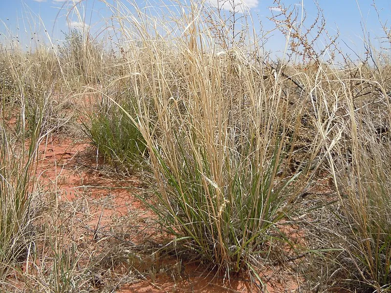 Dominguez-escalante Interpretive Site, Coconino