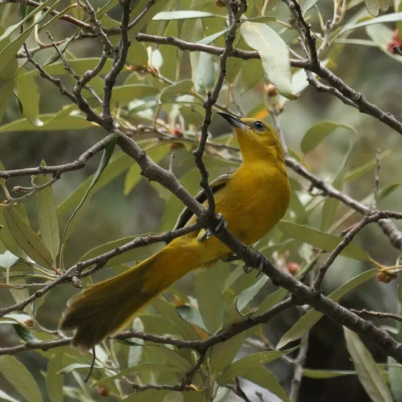 Proctor Picnic, Pima