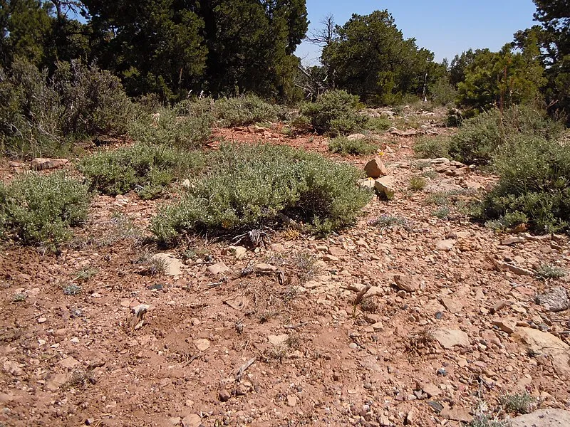 Picnic Area #2 (SW, 1mi), Grand Canyon National Park