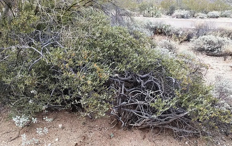 Javelina Picnic Area, Saguaro National Park