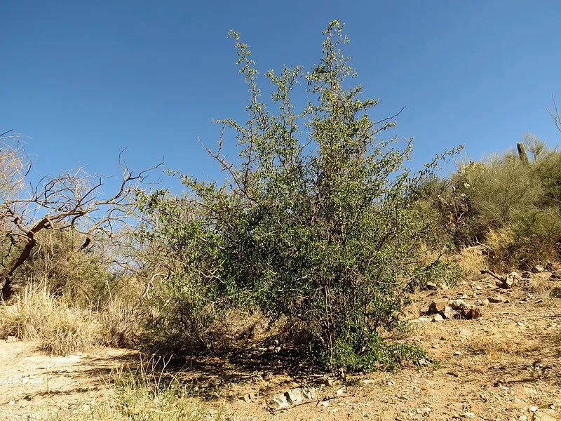 Mam-a-gah Picnic Area, Saguaro National Park