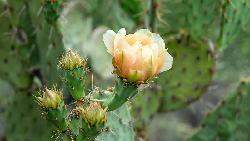 Red Hills Visitor Center, Saguaro National Park