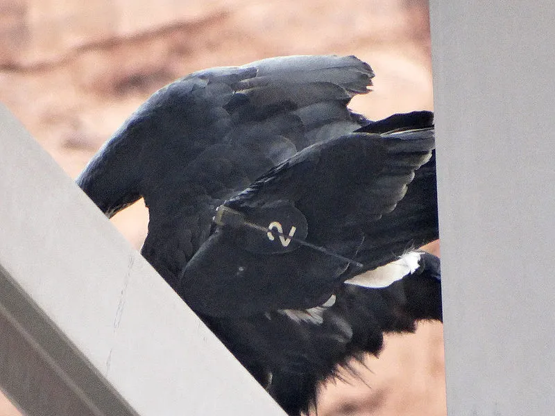 Navajo Bridge Interpretive Center, Coconino