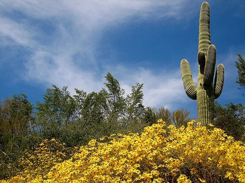 Grapevine Boating, Gila