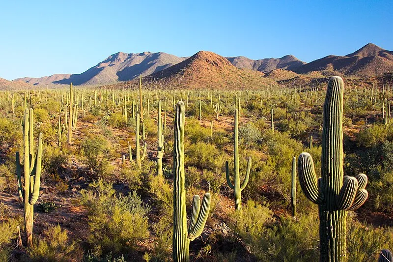 Signal Hill (west District), Saguaro National Park